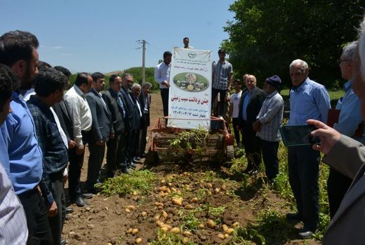 جشن برداشت سیب‌زمینی در عجب شیر برگزار شد 