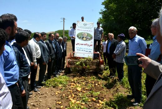 جشن برداشت سیب‌زمینی در عجب شیر برگزار شد 