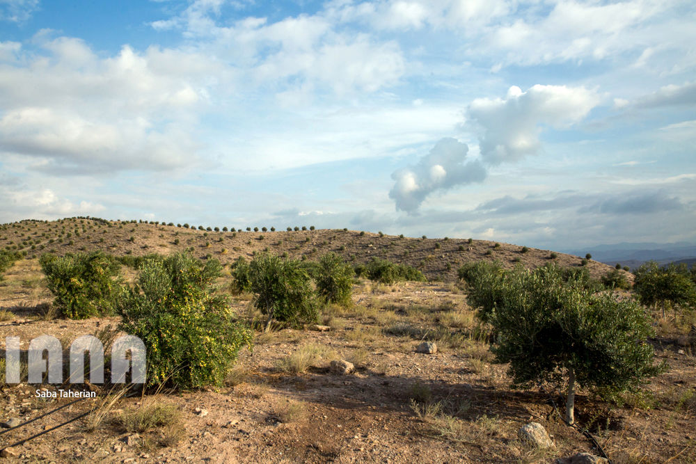  باغ بزرگ زیتون‌کشور در منجیل
