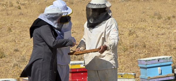 آغاز سرشماری زنبورستانهای چهارمحال و بختیاری