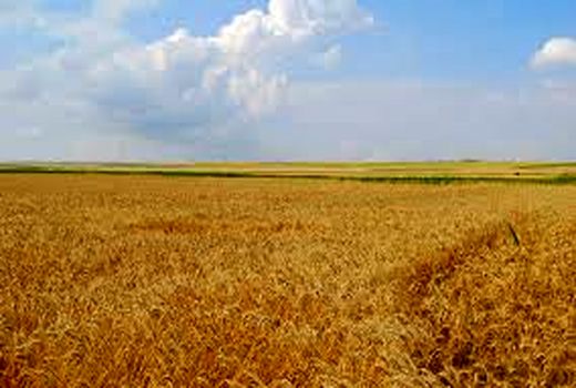 افزایش و پایداری تولید با اجرای طرح جهش تولید در دیم زارهای خوزستان