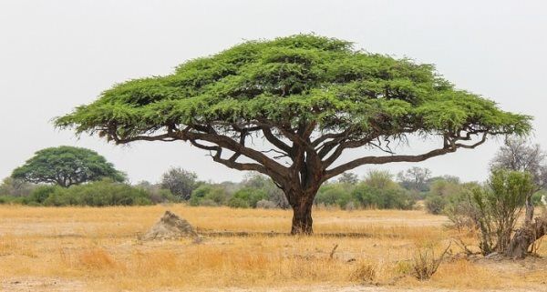 تولید نهال گونه‌های بومی و بیابانی در شهرستان دامغان  و استان سمنان