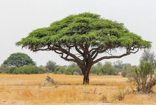 تولید نهال گونه‌های بومی و بیابانی در شهرستان دامغان  و استان سمنان