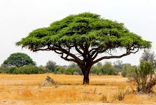 تولید نهال گونه‌های بومی و بیابانی در شهرستان دامغان  و استان سمنان