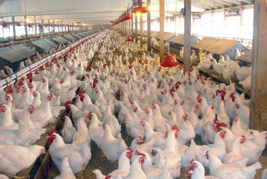 اعتصاب کامیون‌داران بلای جدید مرغ‌ها 