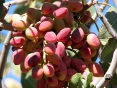جدول میزان تامین نیاز سرمایی باغات پسته برای تیمار روغن پاشی اعلام شد