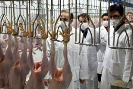 تولید گوشت مرغ با بالاترین رتبه محصول در استان آذربایجان شرقی