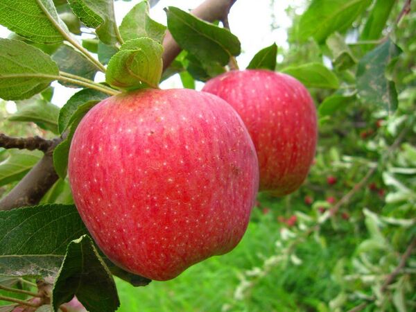 ​تولید ١٤٣ کیلو محصولات باغی به ازای هر ایرانی