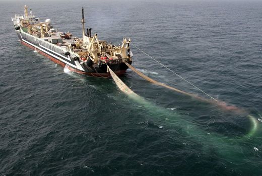 صید ۱۶۵ هزار تن آبزی به روش صید ترال/ پرورش ماهی خاویاری در 21 استان کشور