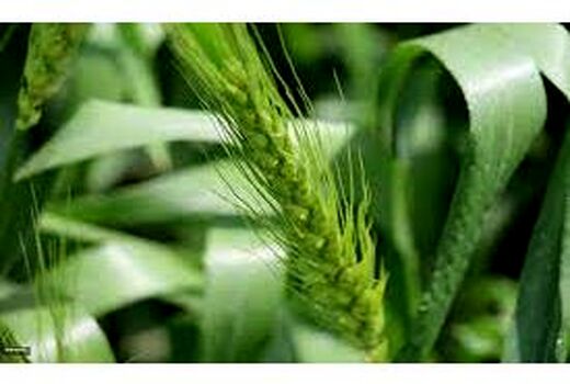 تولید 280 تنی گندم در شهرستان نور