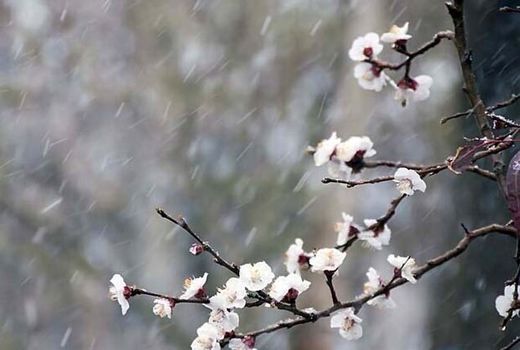  خطر سرمازدگی باغات، گلخانه‌ها و مرغداری‌ها در چهارمحال و بختیاری