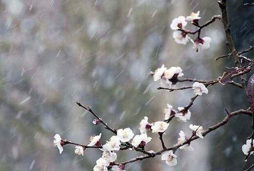  خطر سرمازدگی باغات، گلخانه‌ها و مرغداری‌ها در چهارمحال و بختیاری