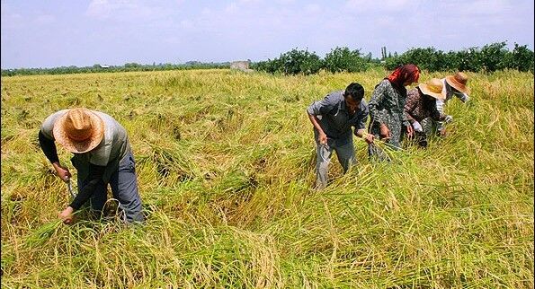 هدف گذاری ایجاد 1700 شغل در بخش کشاورزی هرمزگان