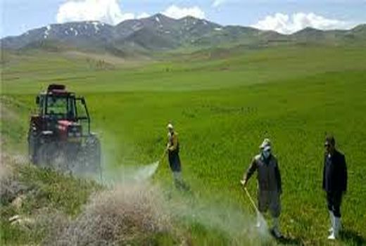 مبارزه با علف های هرز غلات در بخش صمصامی کوهرنگ