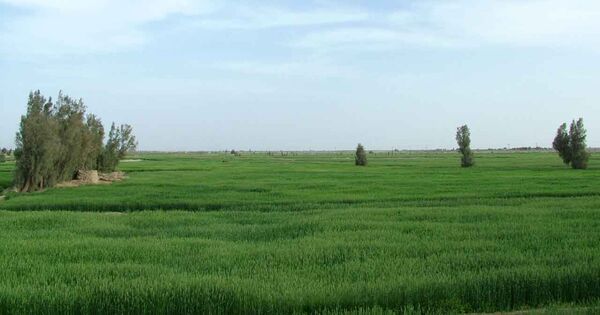 56 هزارهکتار از اراضی زراعی سیستان‌وبلوچستان زیرکشت گندم رفت