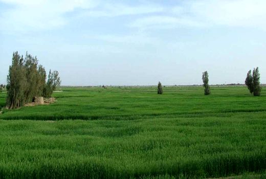 56 هزارهکتار از اراضی زراعی سیستان‌وبلوچستان زیرکشت گندم رفت