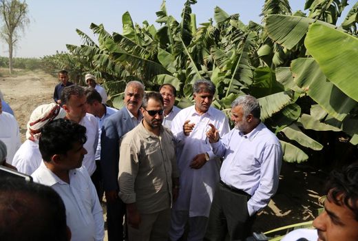 بازدید وزیر جهاد کشاورزی از باغات مدرن موز و انبه مجتمع کشت و صنعت و دامپروری زرآباد در سیستان و بلوچستان