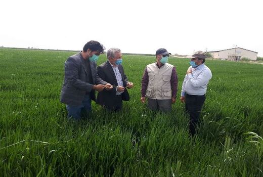 آغاز عملیات کانون کوبی و مبارزه با آفت ملخ در استان اردبیل