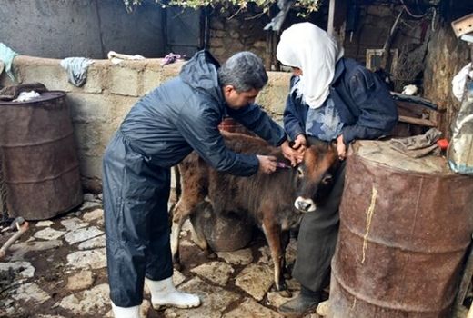 آغاز طرح واکسیناسیون رایگان دام سبک و سنگین کردستان علیه بیماری بروسلوز