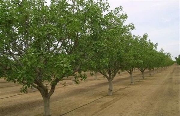 صدور شناسنامه برای ۶۶۰۰ هکتار از باغات شهرستان قزوین