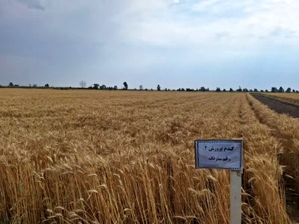 تولید ۲۶ تن هسته بذری گندم، جو و تریتیکاله در خوزستان