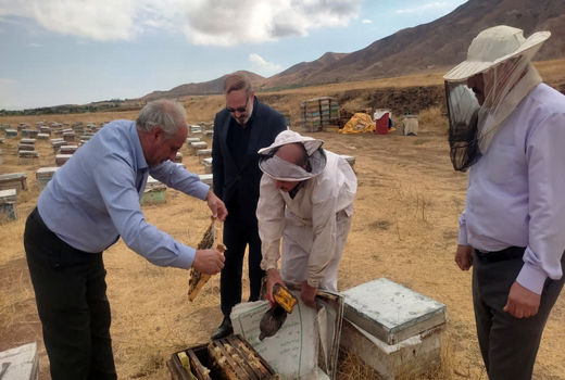 تولید بیش از 800  تن عسل در شهرستان مرند