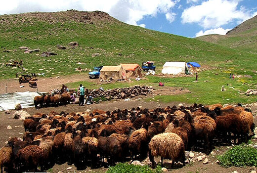 پنل خورشیدی بین همه عشایر استان بوشهر توزیع می‌شود