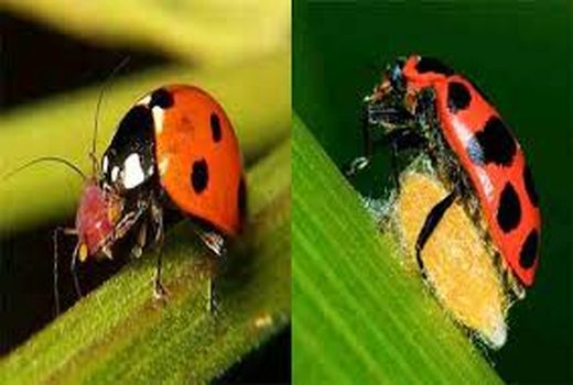 روز جهانی بدون سم با ترویج و توسعه مدیریت تلفیقی آفات