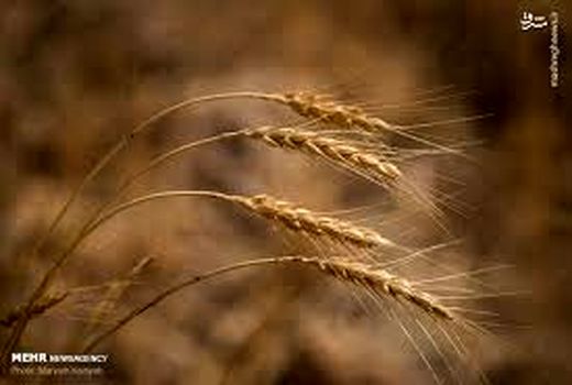 پرداخت بیش از ۱۱ میلیارد تومان زکات توسط روستاییان خراسان شمالی