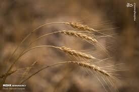 پرداخت بیش از ۱۱ میلیارد تومان زکات توسط روستاییان خراسان شمالی