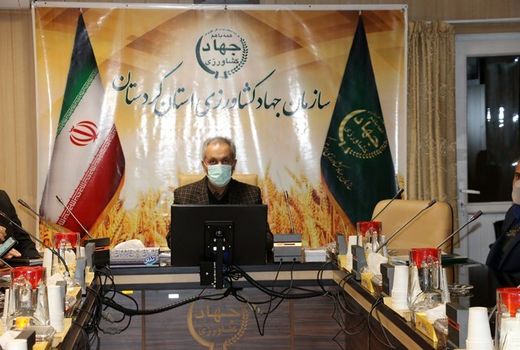 سطح زیر کشت گندم کردستان 594 هزار هکتار است