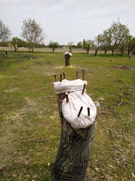 اجرای  طرح سرشاخه کاری در باغات آذربایجان غربی
