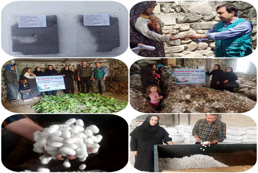 تولید بیش از  1.5 تن پیله تر کرم ابریشم در شهرستان جلفا