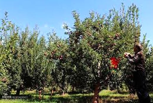 سطح بیمه باغ‌های شیروان ۵۰ درصد افزایش یافت