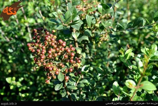 سطح زیر کشت حنا و وسمه در استان کرمان، 52.5 هکتار  است