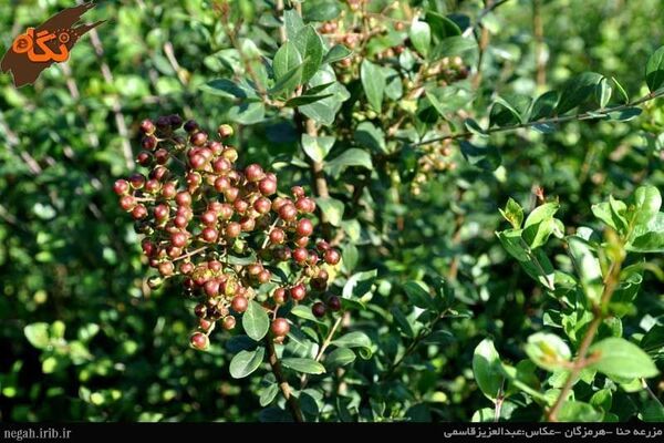 سطح زیر کشت حنا و وسمه در استان کرمان، 52.5 هکتار  است