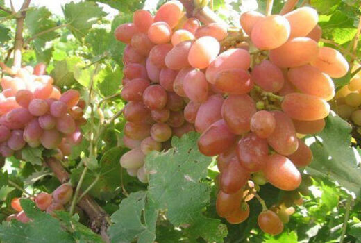 انگور مهمترین محصول باغی خراسان شمالی 