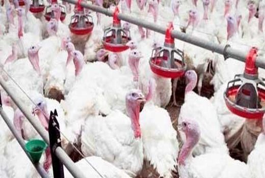 افتتاح اولین طرح پرورش بوقلمون به میزان 4 هزار قطعه در شهرستان بم