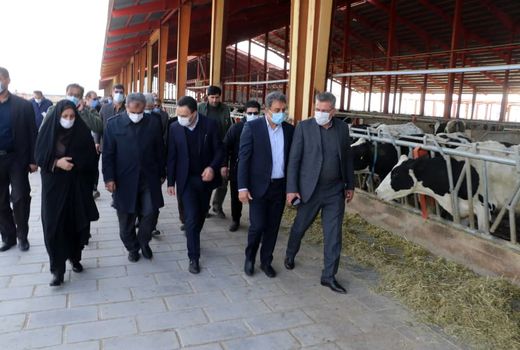 بازدید استاندار قزوین از یک واحد دامداری مدرن در شهرستان آبیک