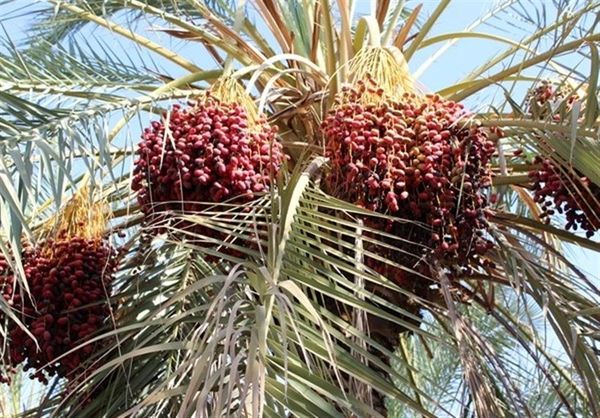 خرمای نوبرانه خراسان جنوبی در راه بازار