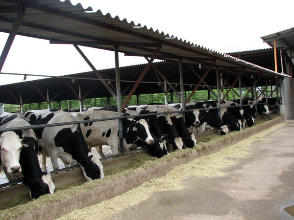 ۷۳ راس تلیسه نژاد هلشتاین از قزوین به کشور افغانستان صادر شد