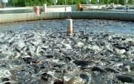 پنج درصد ماهی قزلآلای کردستان در استخرهای آب کشاورزی تولید میشود