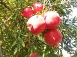 عملیات برداشت انار از سطح ۱۳۰ هکتار از باغات شاهرود آغاز شد