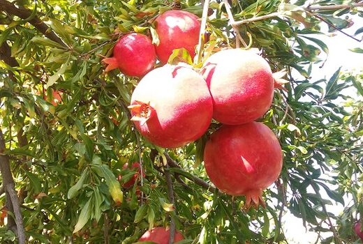 عملیات برداشت انار از سطح ۱۳۰ هکتار از باغات شاهرود آغاز شد