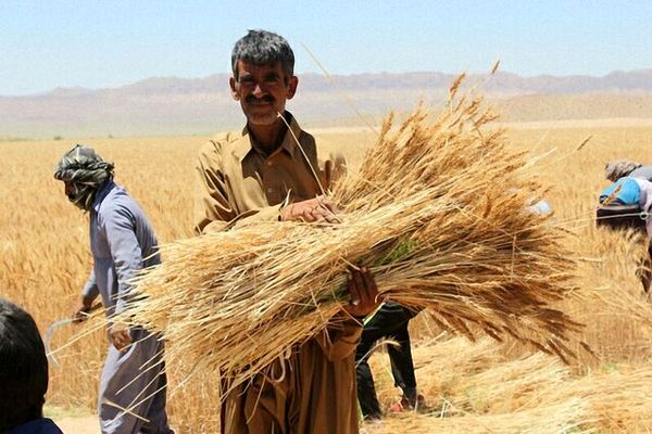 برداشت محصول و افزایش مشکلات گندمکاران؛ دیم‌کاران کردستانی حمایت شوند