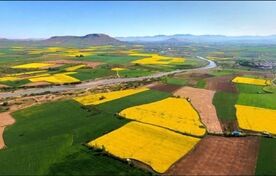  گندم همچنان محصول اول مزارع کشور