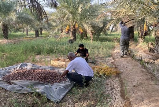 جلوگیری از هدر رفت محصول خرما در فصل برداشت