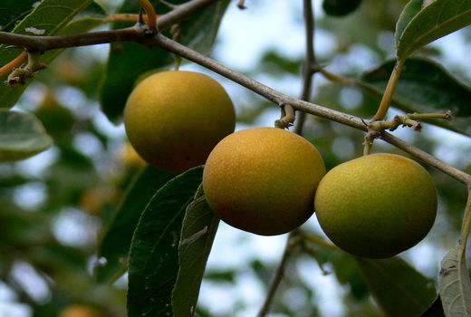 سیستان و بلوچستان مهد میوه های گرمسیری 