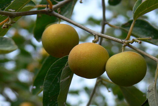 سیستان و بلوچستان مهد میوه های گرمسیری 