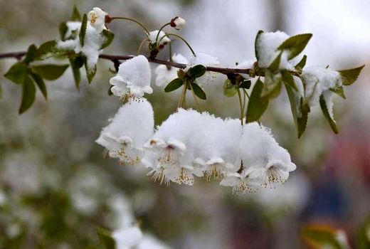 توصیه‌هایی برای باغداران و گلخانه داران برای مقابله با یخبندان